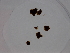  (Microspongium alariae - LD01058)  @11 [ ] by-nc (2024) Unspecified Alfred Wegener Institute