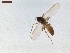  ( - LS-IRBI-CANOP0529)  @11 [ ] Copyright (2021) Lucas Sire Institut de Recherche sur la Biologie de l Insecte