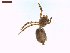  ( - LS-IRBI-CANOP0569)  @11 [ ] Copyright (2021) Lucas Sire Institut de Recherche sur la Biologie de l Insecte