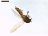  ( - LS-IRBI-CANOP1101)  @11 [ ] Copyright (2021) Lucas Sire Institut de Recherche sur la Biologie de l Insecte