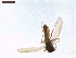  ( - LS-IRBI-CANOP1134)  @11 [ ] Copyright (2021) Lucas Sire Institut de Recherche sur la Biologie de l Insecte