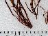  (Devaleraea ramentacea - AMS00134)  @11 [ ] by-nc (2022) Unspecified Canadian Museum of Nature