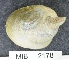  (Crepidula adunca - MIB2178)  @11 [ ] © Copyright Government of Canada (2021) Unspecified Government of Canada