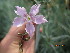  (Dianthus turkestanicus - UNKAR3671)  @11 [ ] CreativeCommons - Attribution Non-Commercial Share-Alike (2015) Thomas Horn Karlsruhe Institute of Technology, Botanical Garden