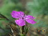  (Dianthus imereticus - UNKAR7911)  @11 [ ] CreativeCommons - Attribution Non-Commercial Share-Alike (2015) Thomas Horn Karlsruhe Institute of Technology, Botanical Garden