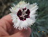  (Dianthus caryophyllus - UNKAR8508)  @11 [ ] CreativeCommons - Attribution Non-Commercial Share-Alike (2015) Thomas Horn Karlsruhe Institute of Technology, Botanical Garden