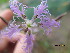  (Dianthus superbus - UNKAR3495)  @11 [ ] CreativeCommons - Attribution Non-Commercial Share-Alike (2015) Thomas Horn Karlsruhe Institute of Technology, Botanical Garden