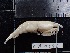  (Caridina multidentata - CA1546)  @11 [ ] Copyright (2016) Valentin de Mazancourt Museum national d'histoire naturelle, Paris