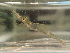  (Caridina meridionalis - CA1726)  @11 [ ] CreativeCommons - Attribution Share-Alike (2019) Unspecified Museum National d'Histoire Naturelle, Paris