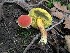  (Hortiboletus cf. rubellus - CCDB-48874-A05)  @11 [ ] CreativeCommons - Attribution Non-Commercial Share-Alike (2024) W.D. Van Hemessen Western University