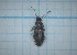  ( - Carabidae 008)  @11 [ ] CreativeCommons  Attribution Share-Alike (2021) Lucija Seric Jelaska University of Zagreb, Faculty of Science, Department of Biology