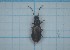  ( - Carabidae 014)  @11 [ ] CreativeCommons  Attribution Share-Alike (2021) Lucija Seric Jelaska University of Zagreb, Faculty of Science, Department of Biology