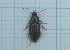  ( - Carabidae 021)  @11 [ ] CreativeCommons  Attribution Share-Alike (2021) Lucija Seric Jelaska University of Zagreb, Faculty of Science, Department of Biology