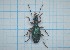  ( - Carabidae 057)  @11 [ ] CreativeCommons  Attribution Share-Alike (2021) Lucija Seric Jelaska University of Zagreb, Faculty of Science, Department of Biology