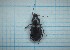  ( - Carabidae 063)  @11 [ ] CreativeCommons  Attribution Share-Alike (2021) Lucija Seric Jelaska University of Zagreb, Faculty of Science, Department of Biology