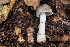  (Amanita colombiana - 0305-I_NVE-A17)  @11 [ ] CreativeCommons - Attribution Non-Commercial Share-Alike (2017) Natalia Vargas Universidad de los Andes