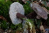  (Tylopilus obscurus - 0331-I_NVE-BC7)  @11 [ ] CreativeCommons - Attribution Non-Commercial Share-Alike (2017) Natalia Vargas Universidad de los Andes
