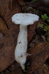  (Russula perlactea - 0342-I_NVE-BC19)  @11 [ ] CreativeCommons - Attribution Non-Commercial Share-Alike (2017) Natalia Vargas Universidad de los Andes