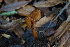  (Lactarius fragilis - 0347-I_NVE-BD8)  @11 [ ] CreativeCommons - Attribution Non-Commercial Share-Alike (2017) Natalia Vargas Universidad de los Andes