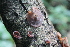  (Auricularia delicata - 0736-IV_CHIN42)  @11 [ ] CreativeCommons - Attribution Non-Commercial Share-Alike (2018) Universidad de los Andes Universidad de los Andes