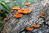  (Pycnoporus sanguineus - 0743-IV_CHIN49)  @11 [ ] CreativeCommons - Attribution Non-Commercial Share-Alike (2018) Universidad de los Andes Universidad de los Andes