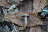  (Cortinarius aureopigmentatus - 0383-I_NVE-G6)  @11 [ ] CreativeCommons - Attribution Non-Commercial Share-Alike (2017) Natalia Vargas Universidad de los Andes