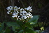  (Ageratina arbutifolia - 0022-I_HMC18843)  @11 [ ] CreativeCommons - Attribution Non-Commercial Share-Alike (2017) Instituto de Investigacion Alexander von Humboldt (IAvH) Instituto de Investigacion Alexander von Humboldt (IAvH)