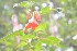  (Begonia ferruginea - 0091-I_HMC18920)  @11 [ ] CreativeCommons - Attribution Non-Commercial Share-Alike (2017) Instituto de Investigacion Alexander von Humboldt (IAvH) Instituto de Investigacion Alexander von Humboldt (IAvH)