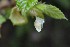  (Begonia urticae - 0137-I_HMC18975)  @11 [ ] CreativeCommons - Attribution Non-Commercial Share-Alike (2017) Instituto de Investigacion Alexander von Humboldt (IAvH) Instituto de Investigacion Alexander von Humboldt (IAvH)