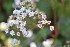  (Ageratina pichinchensis - 0100-I_HMC18932)  @11 [ ] CreativeCommons - Attribution Non-Commercial Share-Alike (2017) Instituto de Investigacion Alexander von Humboldt (IAvH) Instituto de Investigacion Alexander von Humboldt (IAvH)