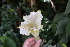  (Brugmansia versicolor - 0004-I_HMC18823)  @11 [ ] CreativeCommons - Attribution Non-Commercial Share-Alike (2066) Instituto de Investigacion Alexander von Humboldt (IAvH) Instituto de Investigacion Alexander von Humboldt (IAvH)