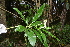  (Solanum oblongifolium - 0029-I_HMC18851)  @11 [ ] CreativeCommons - Attribution Non-Commercial Share-Alike (2075) Instituto de Investigacion Alexander von Humboldt (IAvH) Instituto de Investigacion Alexander von Humboldt (IAvH)