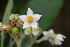  (Solanum oblongifolium - 0029-I_HMC18851)  @11 [ ] CreativeCommons - Attribution Non-Commercial Share-Alike (2077) Instituto de Investigacion Alexander von Humboldt (IAvH) Instituto de Investigacion Alexander von Humboldt (IAvH)