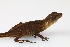  (Anolis antonii - 0501-II_ARA7454)  @11 [ ] CreativeCommons - Attribution Non-Commercial Share-Alike (2017) Instituto de Investigacion Alexander von Humboldt (IAvH) Instituto de Investigacion Alexander von Humboldt (IAvH)