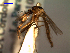  (Aedes stimulans - MACN-Bar-Ins-ct 04710)  @14 [ ] Copyright (2012) MACN MACN