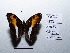  (Adelpha placer - CBMP0137)  @11 [ ] Copyright (2022) Unspecified photoshop