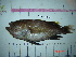  (Hyporthodus flavolimbatus - IB-COB007)  @14 [ ] CreativeCommons - Attribution Non-Commercial Share-Alike (2011) Hector Espinosa Universidad Nacional Autonoma de Mexico, Instituto de Biologia