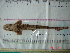  (Scyliorhinus retifer - IB-COB045)  @13 [ ] CreativeCommons - Attribution Non-Commercial Share-Alike (2011) Hector Espinosa Universidad Nacional Autonoma de Mexico, Instituto de Biologia