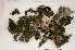  (Frullania eboracensis - Robillard_EMPM27_CAN)  @11 [ ] Copyright (2012) Canadian Museum of Nature Canadian Museum of Nature