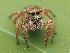  (Habronattus mexicanus - CCDB-38514-56)  @11 [ ] No Rights Reserved (2021) Unspecified Unspecified