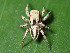  (Habronattus banksi - CCDB-45528-77)  @11 [ ] No Rights Reserved (2023) Unspecified Unspecified