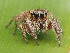  (Habronattus paratus - CCDB-44222-48)  @11 [ ] No Rights Reserved (2023) Unspecified Unspecified