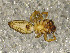  (Marpissa dentoides - CCDB-48596-90)  @11 [ ] No Rights Reserved (2024) Unspecified Carnegie Museum of Natural History