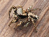  (Habronattus mexicanus - CCDB-48596-43)  @11 [ ] No Rights Reserved (2024) Unspecified Unspecified