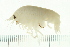  (Anonyx nugax - NVAMP-0080)  @15 [ ] CreativeCommons - Attribution (2008) Unspecified Centre for Biodiversity Genomics