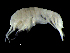  (Aceroides - DSB_3583)  @11 [ ] CreativeCommons  Attribution Non-Commercial Share-Alike (2019) Unspecified German Center for Marine Biodiversity Research