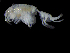  (Paralysianopsis - DSB_3606)  @11 [ ] CreativeCommons  Attribution Non-Commercial Share-Alike (2019) Unspecified German Center for Marine Biodiversity Research