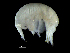  ( - DSB_3676)  @11 [ ] CreativeCommons  Attribution Non-Commercial Share-Alike (2019) Unspecified German Center for Marine Biodiversity Research