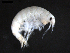  (Ichnopus pelagicus - DSB_3753)  @11 [ ] CreativeCommons  Attribution Non-Commercial Share-Alike (2019) Unspecified German Center for Marine Biodiversity Research