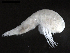  (Procyphocaris - DSB_3765)  @11 [ ] CreativeCommons  Attribution Non-Commercial Share-Alike (2019) Unspecified German Center for Marine Biodiversity Research